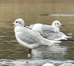 Ichthyaetus melanocephalus