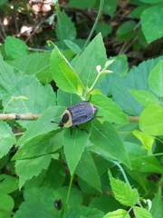 Necrophila americana