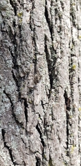 Platycryptus undatus