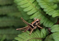 Pholidoptera griseoaptera