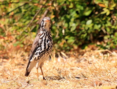 Turdus litsitsirupa