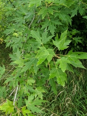 Acer saccharinum