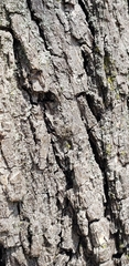 Platycryptus undatus