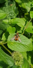 Tachina fera