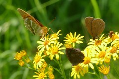 Aphantopus hyperantus