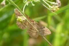 Idaea ochrata