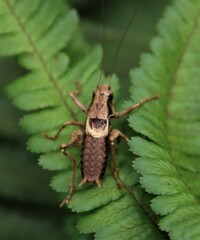 Pholidoptera griseoaptera