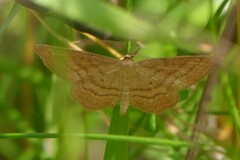 Idaea ochrata
