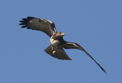 Buteo jamaicensis calurus