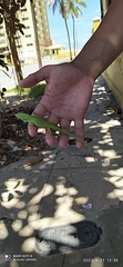 Anolis porcatus