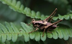 Pholidoptera griseoaptera