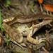 Guenther's Frog - Photo (c) 尹若宇, some rights reserved (CC BY-NC), uploaded by 尹若宇
