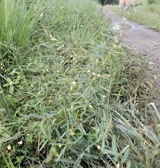 Chamaecrista mimosoides