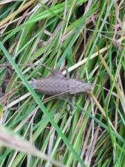 Tettigoniinae