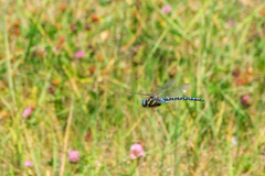 Aeshna mixta