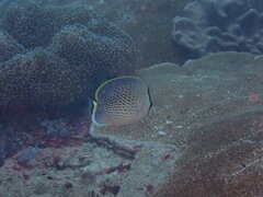 Chaetodon guttatissimus