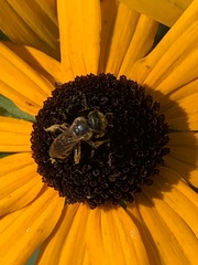Megachile mendica