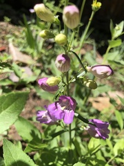 Penstemon neomexicanus