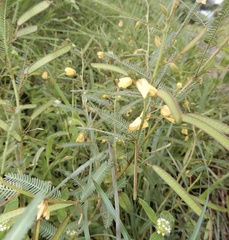 Chamaecrista mimosoides