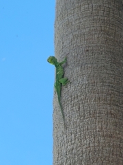Anolis equestris