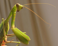 Sphodromantis viridis