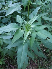 Bidens alba