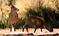 Oreotragus oreotragus transvaalensis
