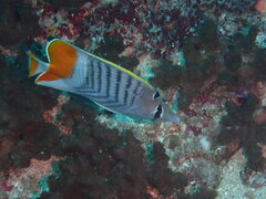 Chaetodon madagaskariensis