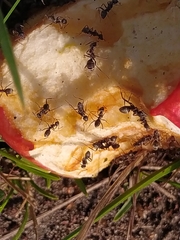 Formicidae