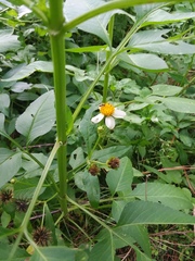 Bidens alba
