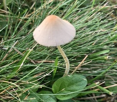 Conocybe apala