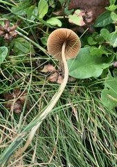 Conocybe apala
