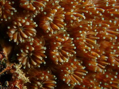 Galaxea fascicularis