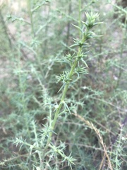 Salsola