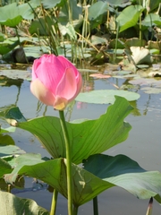 Nelumbo nucifera