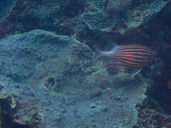 Sargocentron diadema