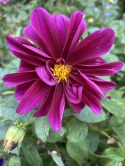 Chrysanthemum morifolium