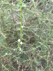Salsola