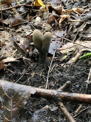 Xylaria longipes