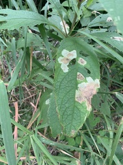 Calycomyza flavinotum