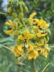 Senna hebecarpa