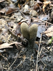 Xylaria longipes