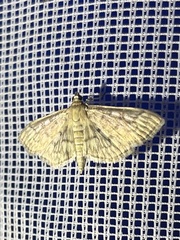 Herpetogramma pertextalis