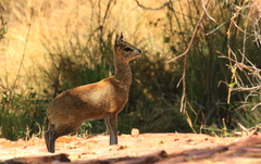 Oreotragus oreotragus transvaalensis