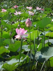 Nelumbo nucifera