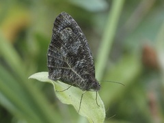 Satyrinae