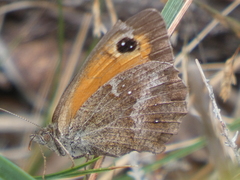 Pyronia tithonus