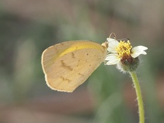 Eurema brigitta