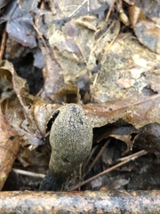 Xylaria longipes