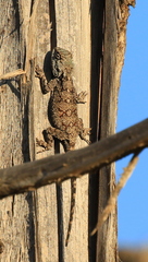 Acanthocercus atricollis